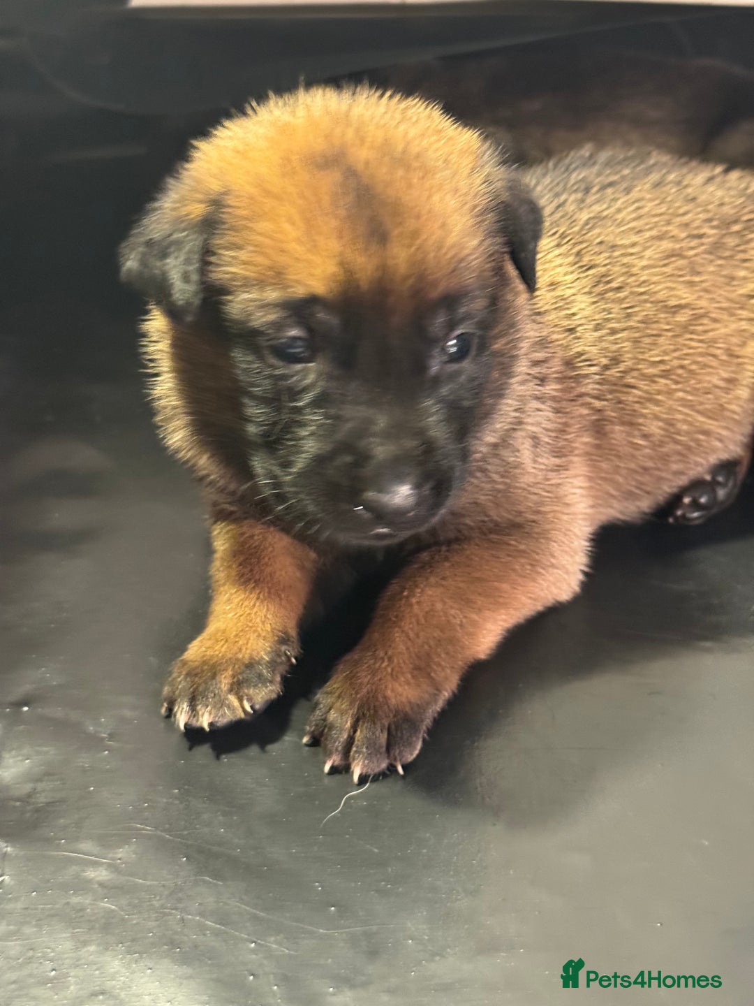 Belgian Shepherd Dog dogs for sale: Belgian Malinois puppies KC registered in Hartlepool - Image 17
