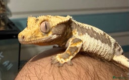Gecko reptiles for sale: Lilywhite Crested Geckos  - Image 10