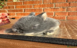 Netherland Dwarf rabbits for sale: Netherland dewarfs, ready to leave in 6 weeks  - Image 5