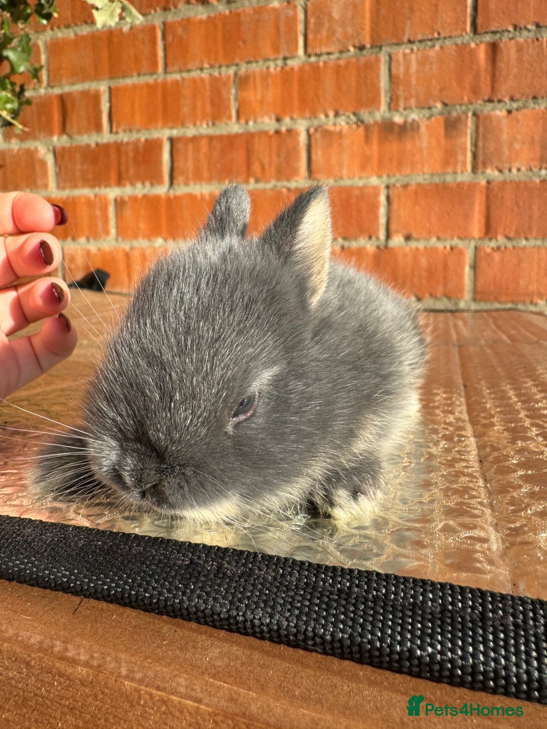 Netherland Dwarf rabbits for sale: Netherland dewarfs, ready to leave in 6 weeks  - Image 5