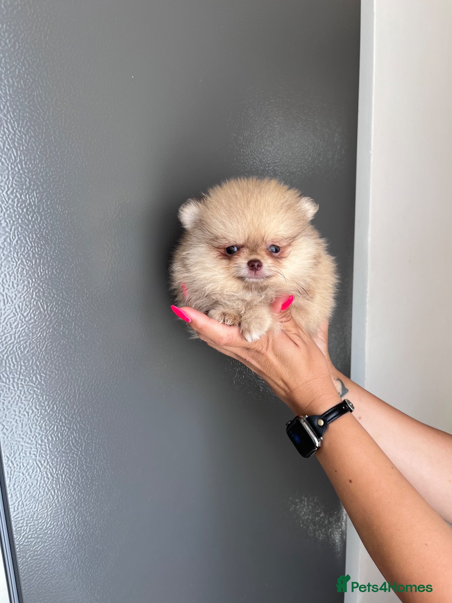 Pomeranian dogs 🔥Outstanding 450gr at 8 weeks🐻🏆 - Advert 1
