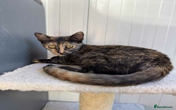Mixed Breed cats for adoption: Bonnie - Brandon Suffolk  - Image 3