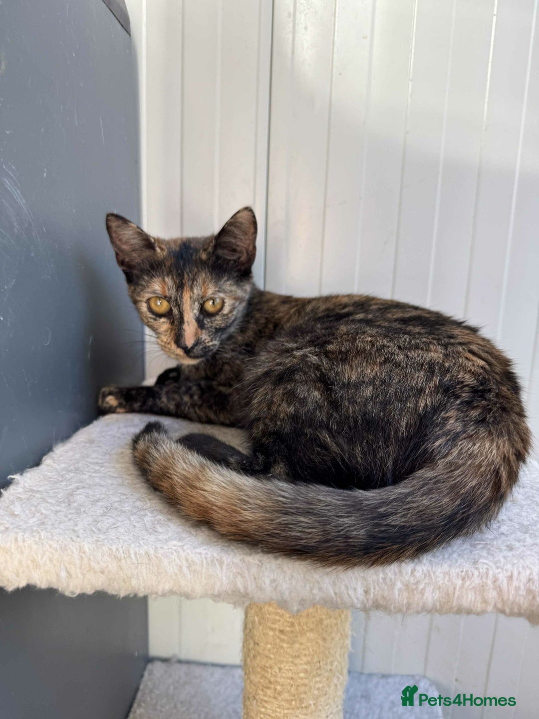 Mixed Breed cats for adoption: Bonnie - Brandon Suffolk  - Image 3