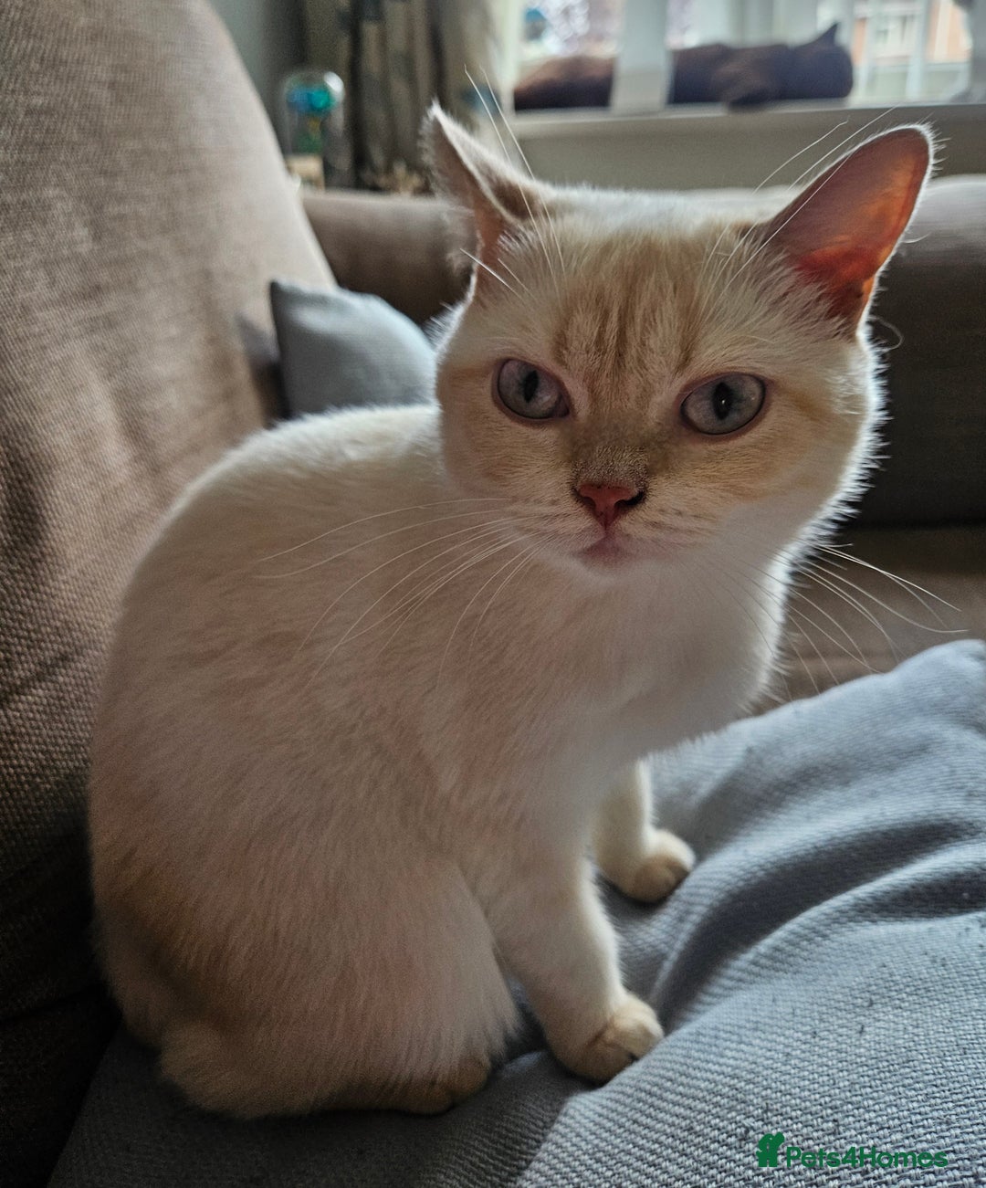 British Shorthair cats for sale: British Shorthair Colourpoint Female 14mths - Advert 4