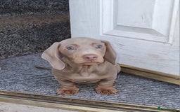 Dachshund dogs for stud: Coco is age 2  - Image 3