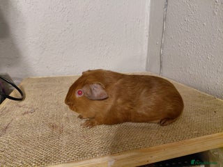 Guinea Pig rodents Bonded Male Aby and Pink Eyed Golden Guinea Pigs - Advert 11
