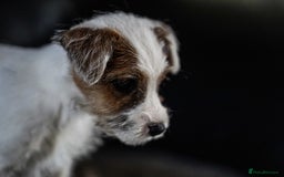 Parson Russell dogs for sale: KC health tested parson Russell terriers  - Image 1