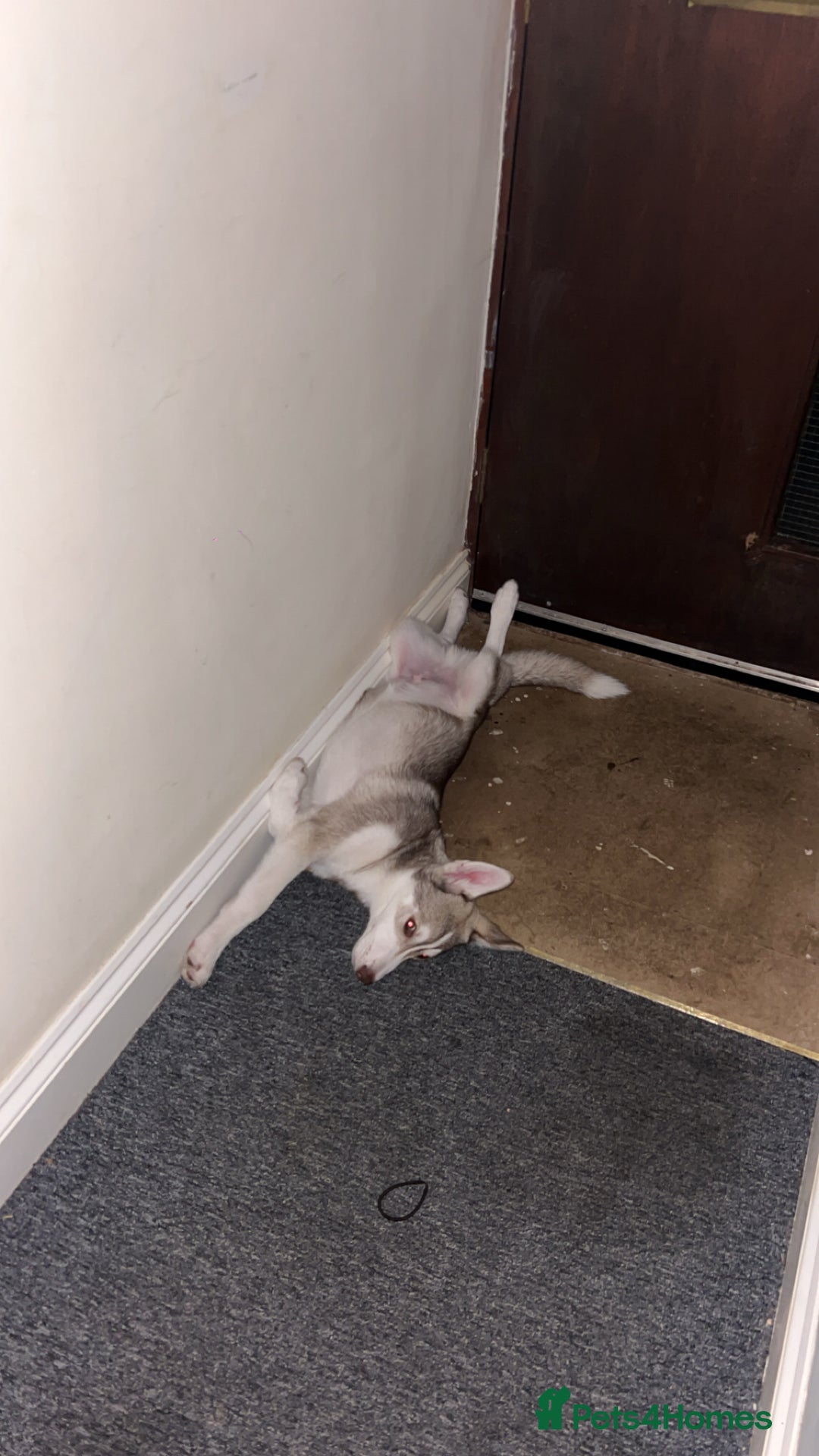 Siberian Husky dogs for sale: Remi - 7 month Siberian husky  - Advert 5