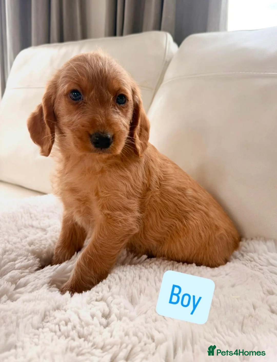 Labradoodle dogs for sale: Miniature Labradoodle puppies in Leyland - Advert 13