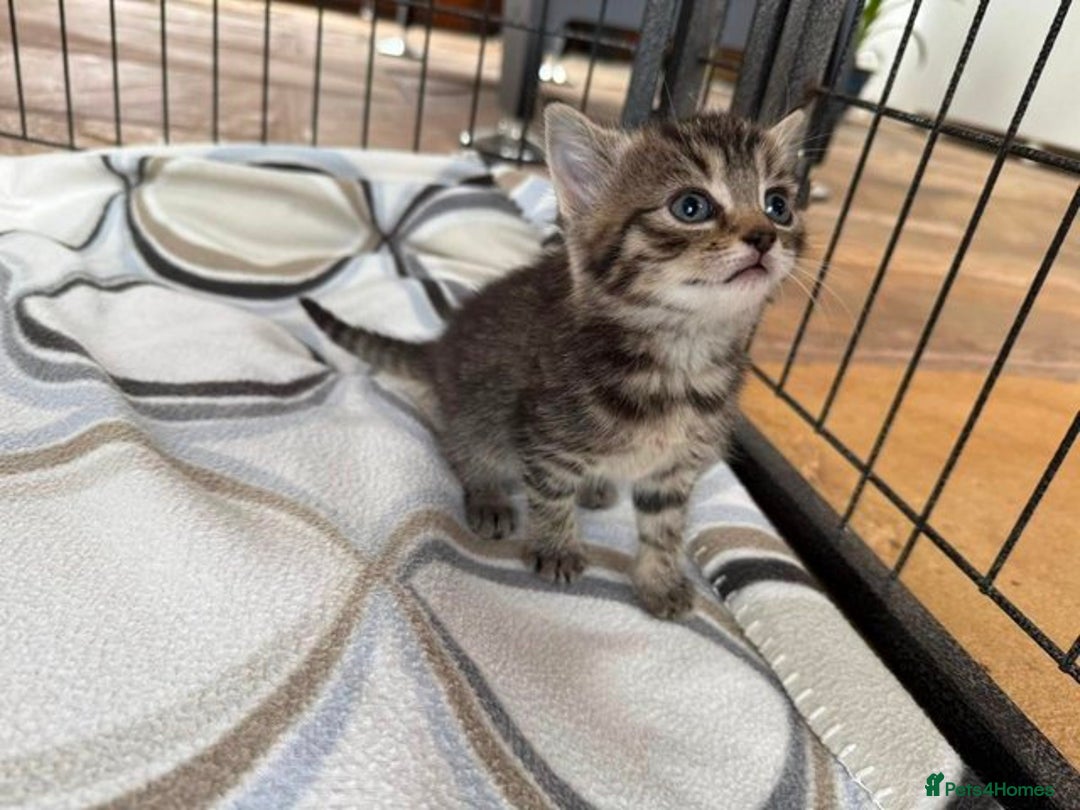 Mixed Breed cats for sale: Tabby Kittens - Image 2