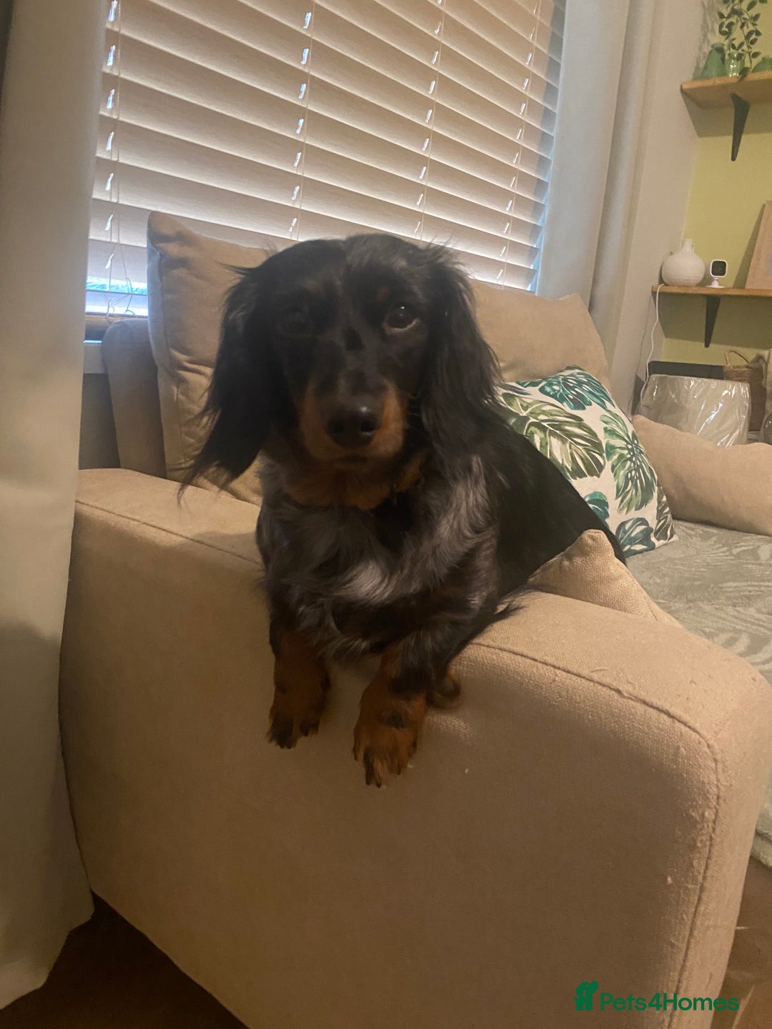 Miniature Dachshund dogs for sale: Gorgeous Long Haired Miniature Dachshund puppies!  - Image 10