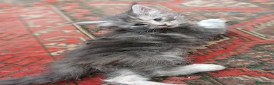 Maine Coon 8 Clemmy