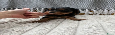 Cavalier King Charles Spaniel Puppy 5