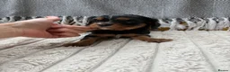 Cavalier King Charles Spaniel dogs for sale: 5 cavalier King Charles spaniel puppies available  - Advert 6