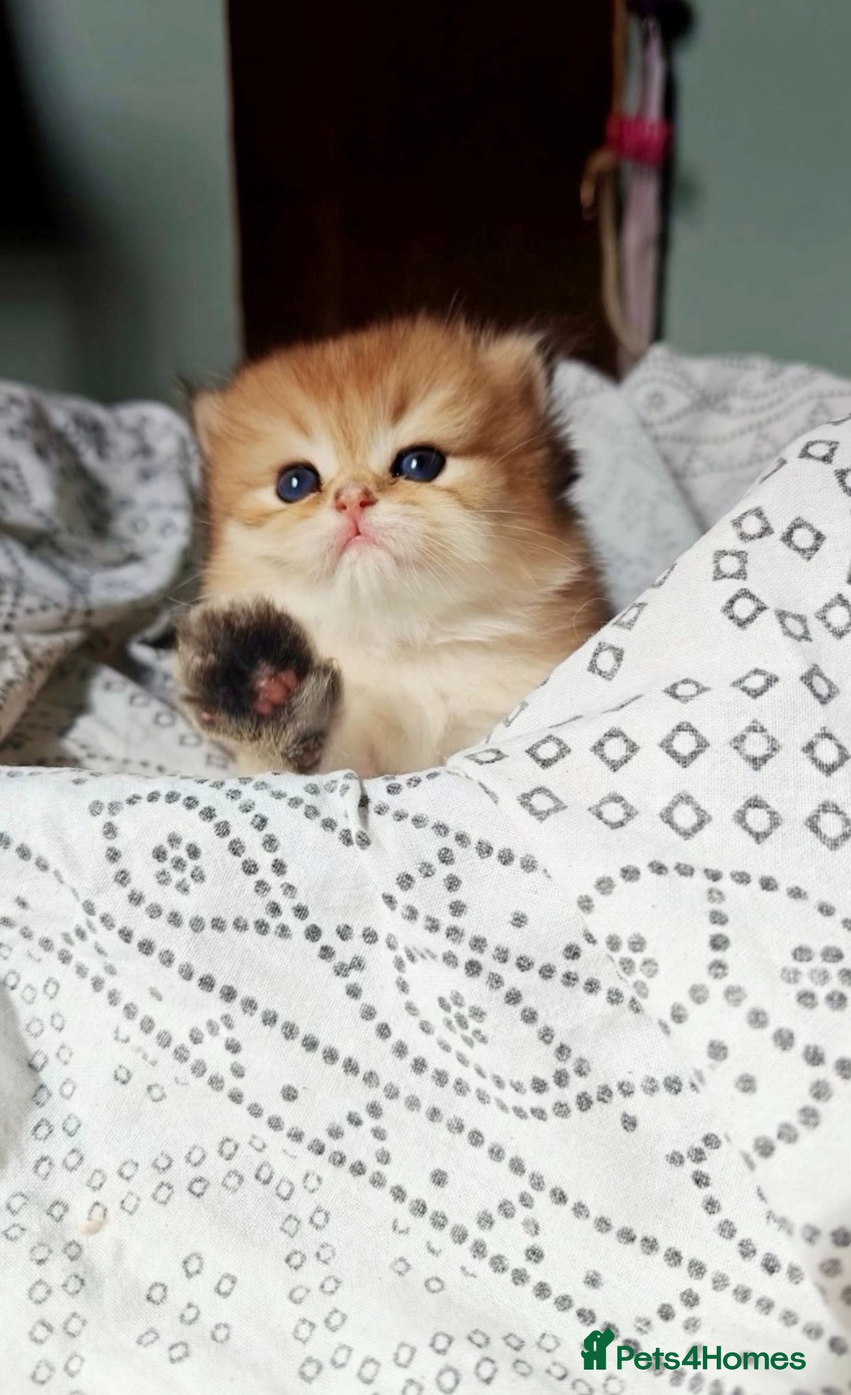 British Longhair cats 🐾🐾♥️Baby boy - golden black shaded boy🐾🐾♥️ - Advert 17
