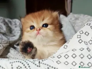 British Longhair cats 🐾🐾♥️Baby boy - golden black shaded boy🐾🐾♥️ - Advert 7