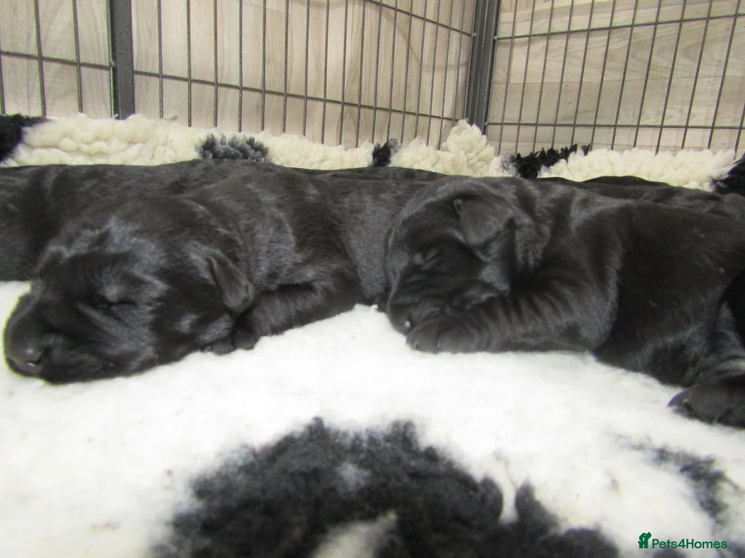 Giant Schnauzer dogs for sale: Royal Kennel Club Registered Puppies. - Advert 2