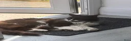 Mixed Breed cats for sale: Asta the Cat - Advert 5