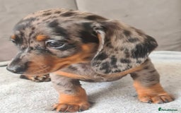 Miniature Dachshund dogs for sale: Last boy ready to leave  - Image 5