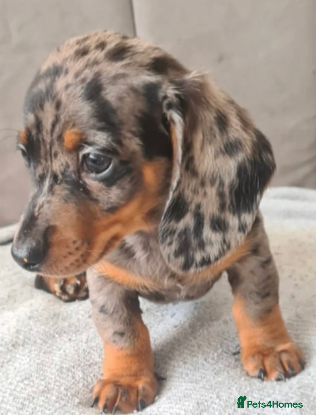 Miniature Dachshund dogs for sale: Last boy ready to leave  - Image 5