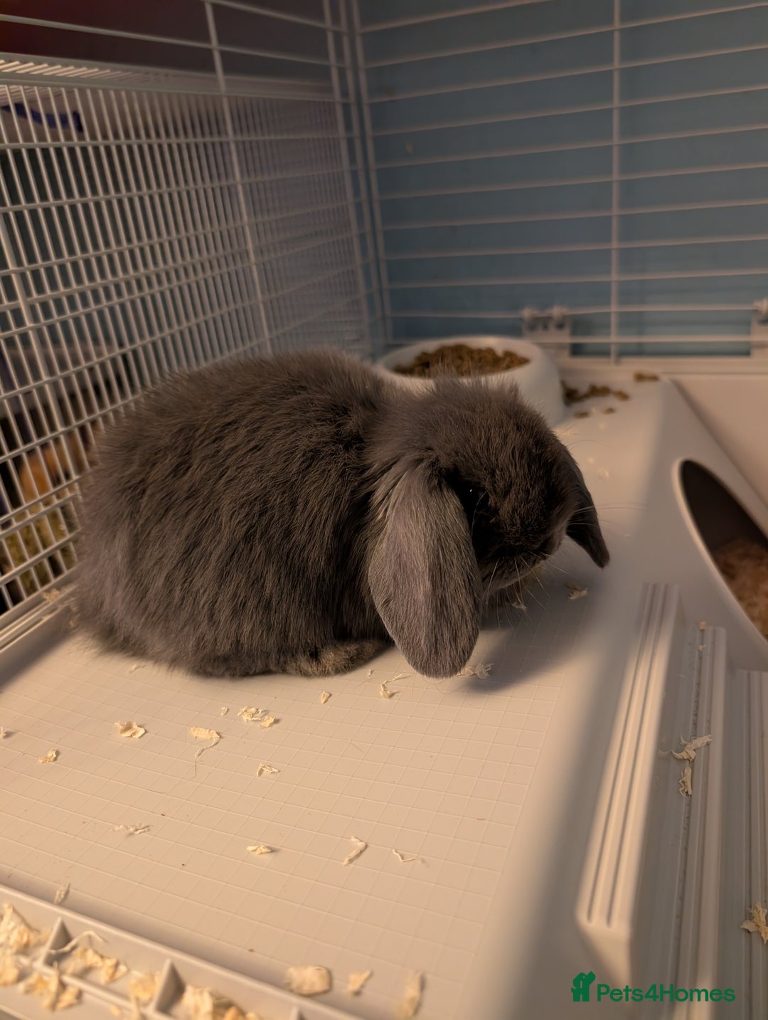 Mini Lop rabbits for sale: 2 bonded mini lop males, - Advert 1