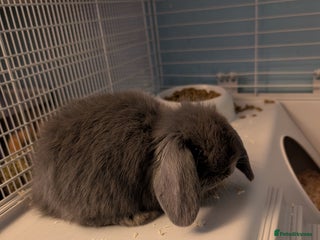 Mini Lop rabbits 2 bonded mini lop males, - Advert 1