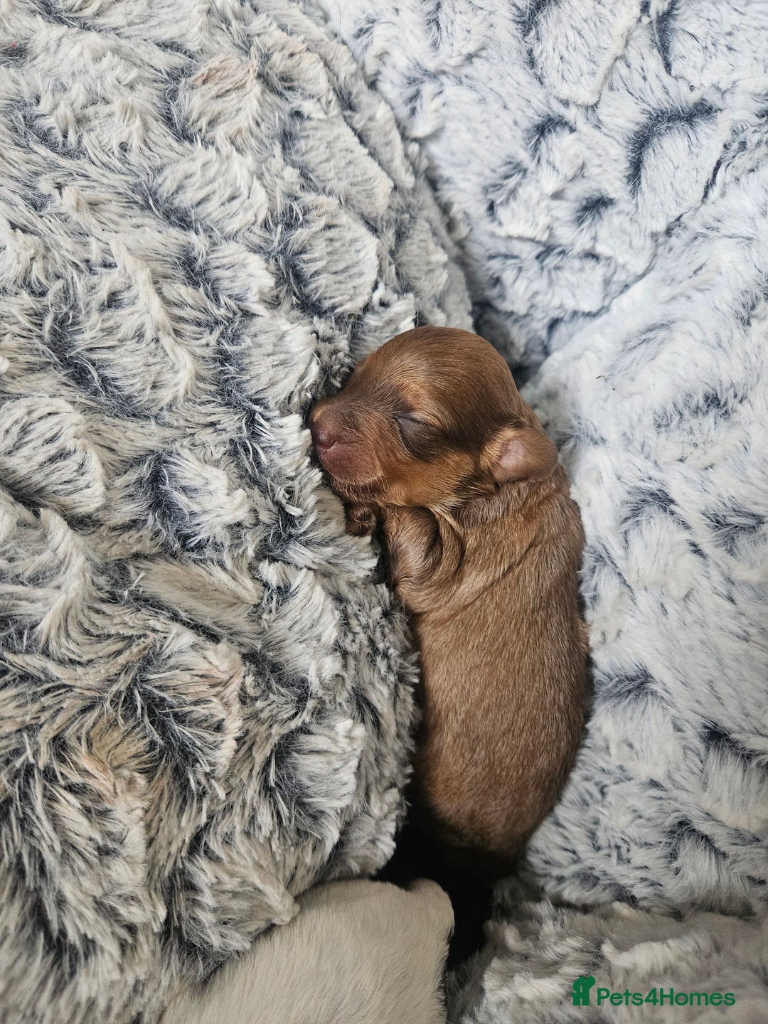 Cockapoo dogs for sale: Cockerpoo puppies - Image 1