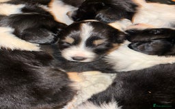 Mixed Breed dogs for sale: Sprollie Puppies - Image 3