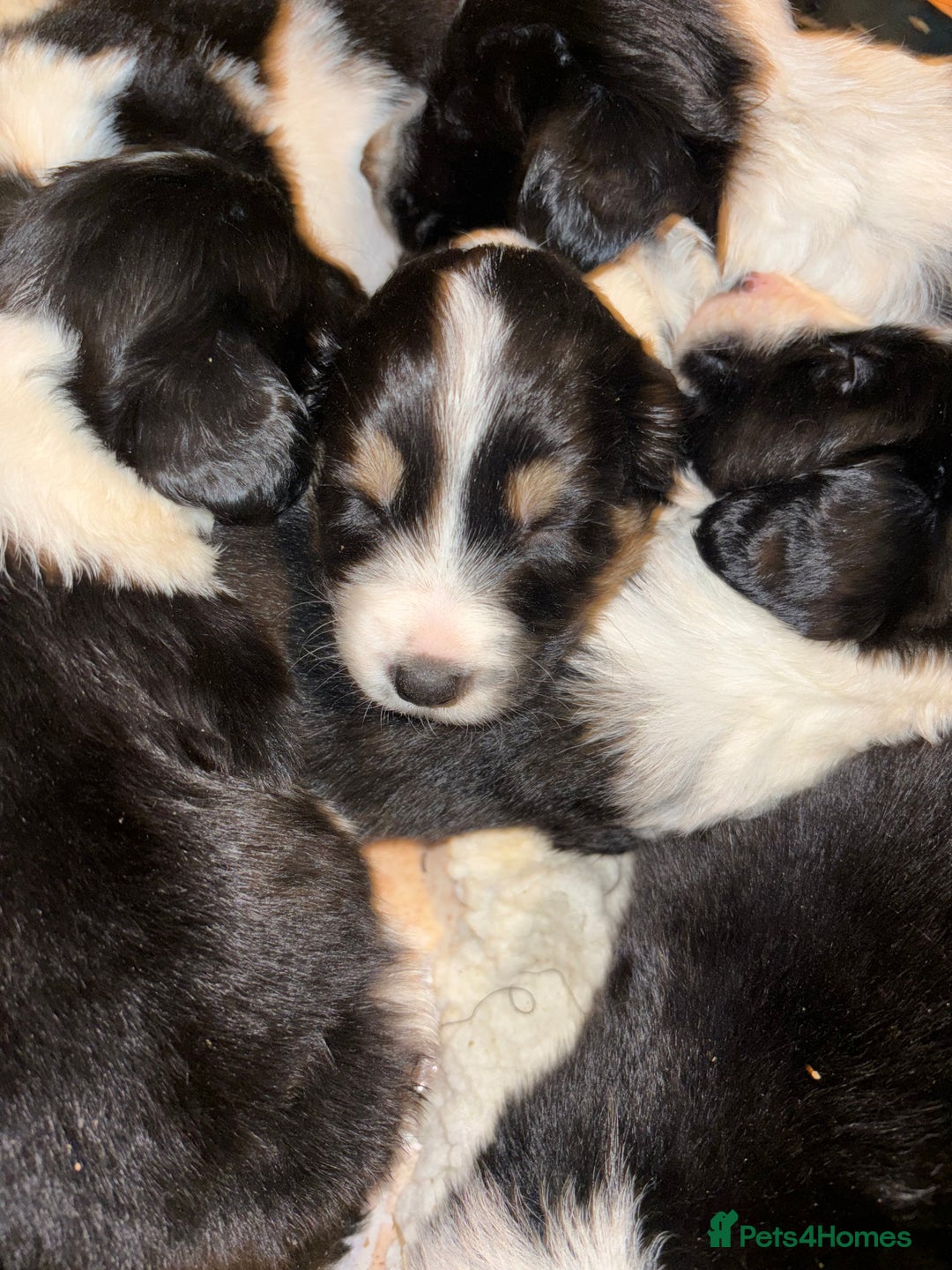 Mixed Breed dogs for sale: Sprollie Puppies - Image 3