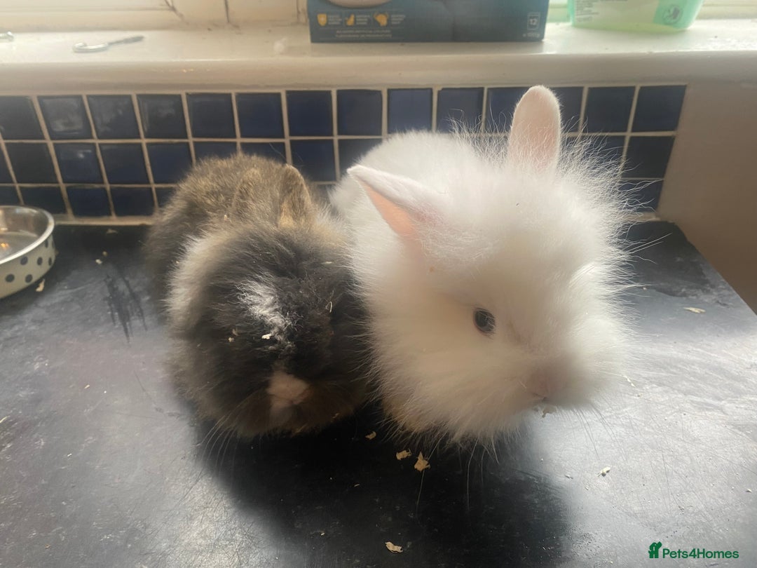 Lionhead rabbits for sale: Gorgeous baby lion heads - Advert 2