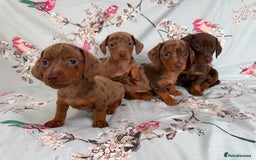 Miniature Dachshund dogs for sale: Dachshund puppy’s for sale - Image 1