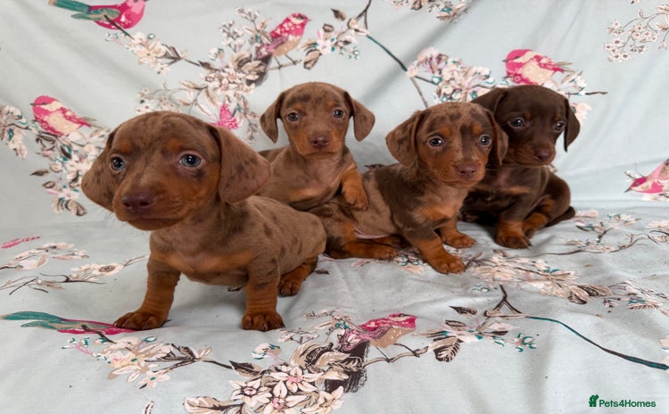 Miniature Dachshund dogs - Advert 2