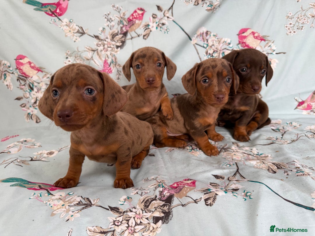 Miniature Dachshund dogs for sale: Dachshund puppy’s for sale - Image 1