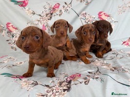 Miniature Dachshund dogs - Advert 14