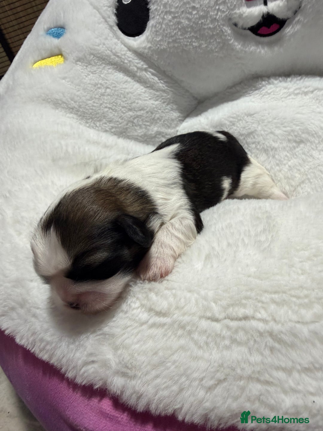 Shih Tzu dogs for sale: Shih Tzu puppy’s  - Advert 5