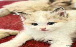 Ragdoll cats for sale: Loving Ragdoll kittens - Image 11