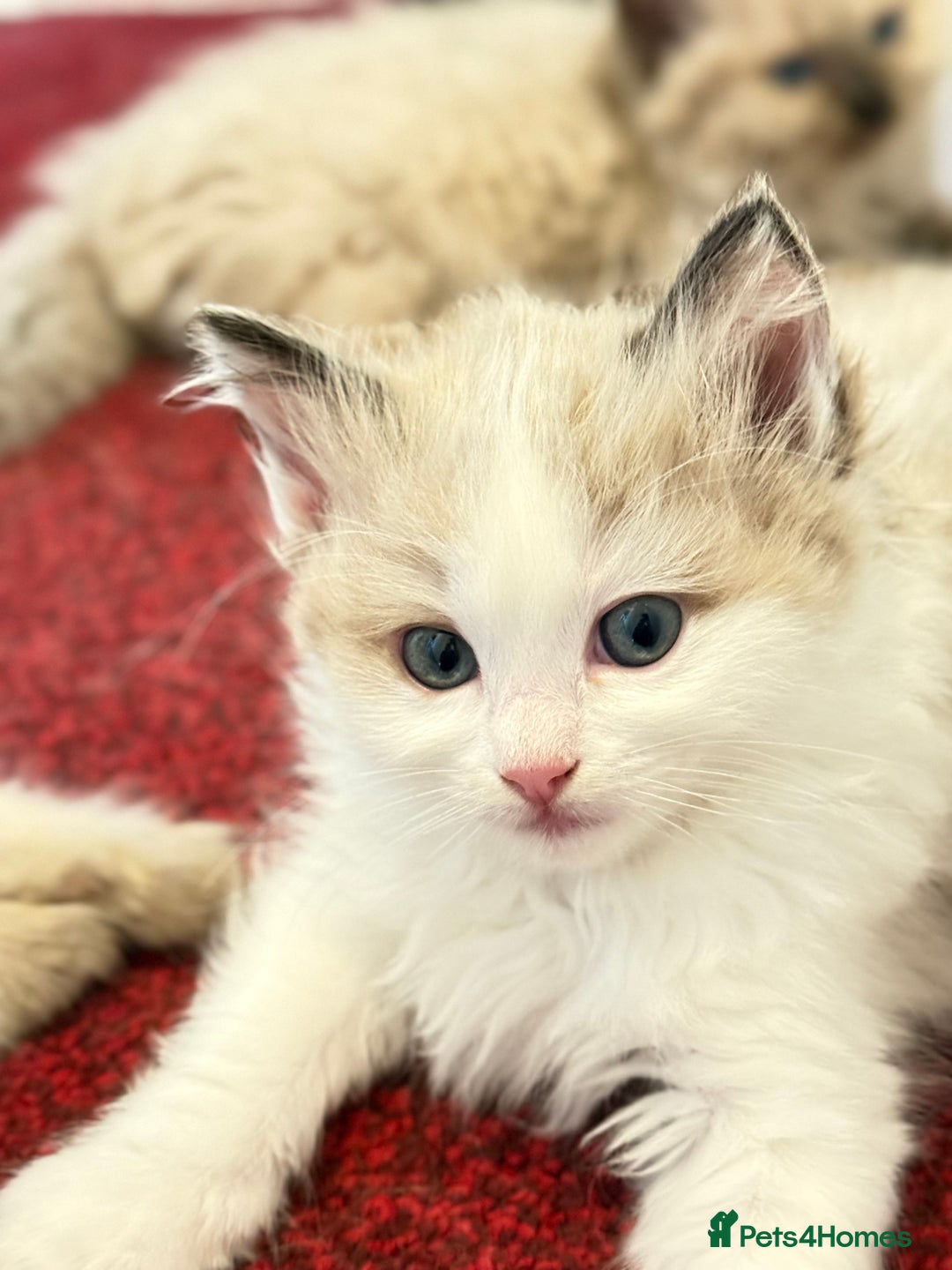 Ragdoll cats for sale: Loving Ragdoll kittens - Image 11