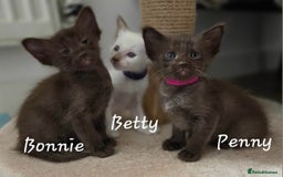 Oriental cats for sale: Beautiful GCCF registered Oriental Longhair girls - Image 16