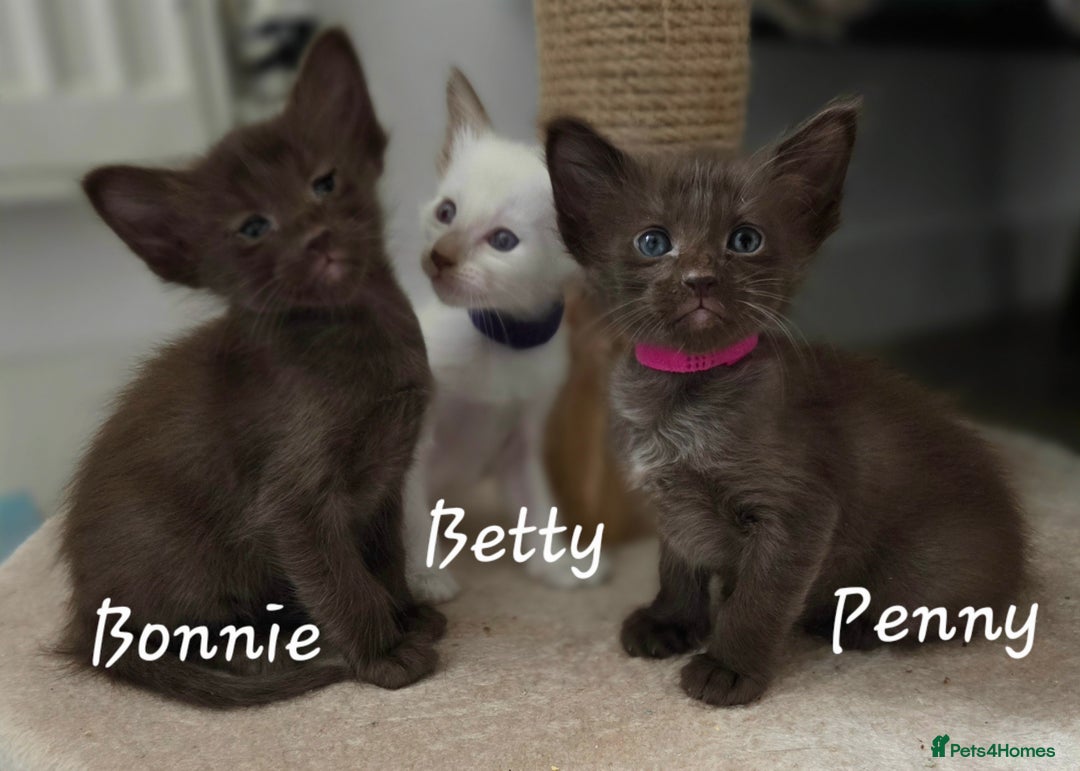 Oriental cats for sale: Beautiful GCCF registered Oriental Longhair girls - Image 16