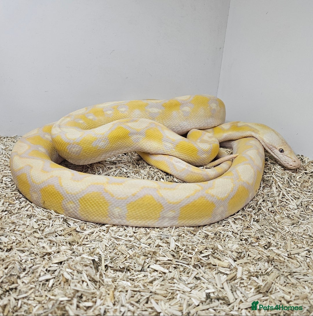 Python Snake reptiles for sale: Female Retic  - Advert 2
