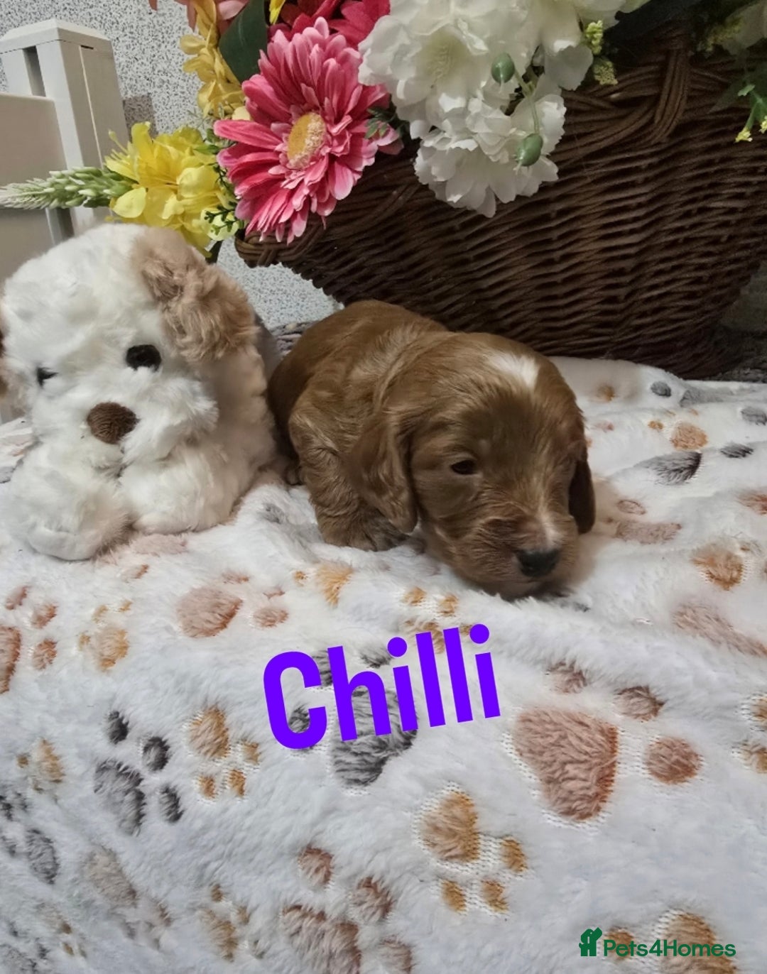 Cockapoo dogs for sale: Health tested cockerpoo F1 pups licensed Breeder  - Advert 7