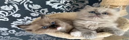 Ragdoll cats for sale: 2 Elegant Champion Bloodline Siblings  - Advert 14