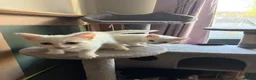 RagaMuffin cats for sale: Raggamuffin x kittens  - Advert 5