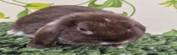 Mini Lop rabbits for sale: Friendly handled mini lop boy - Advert 7
