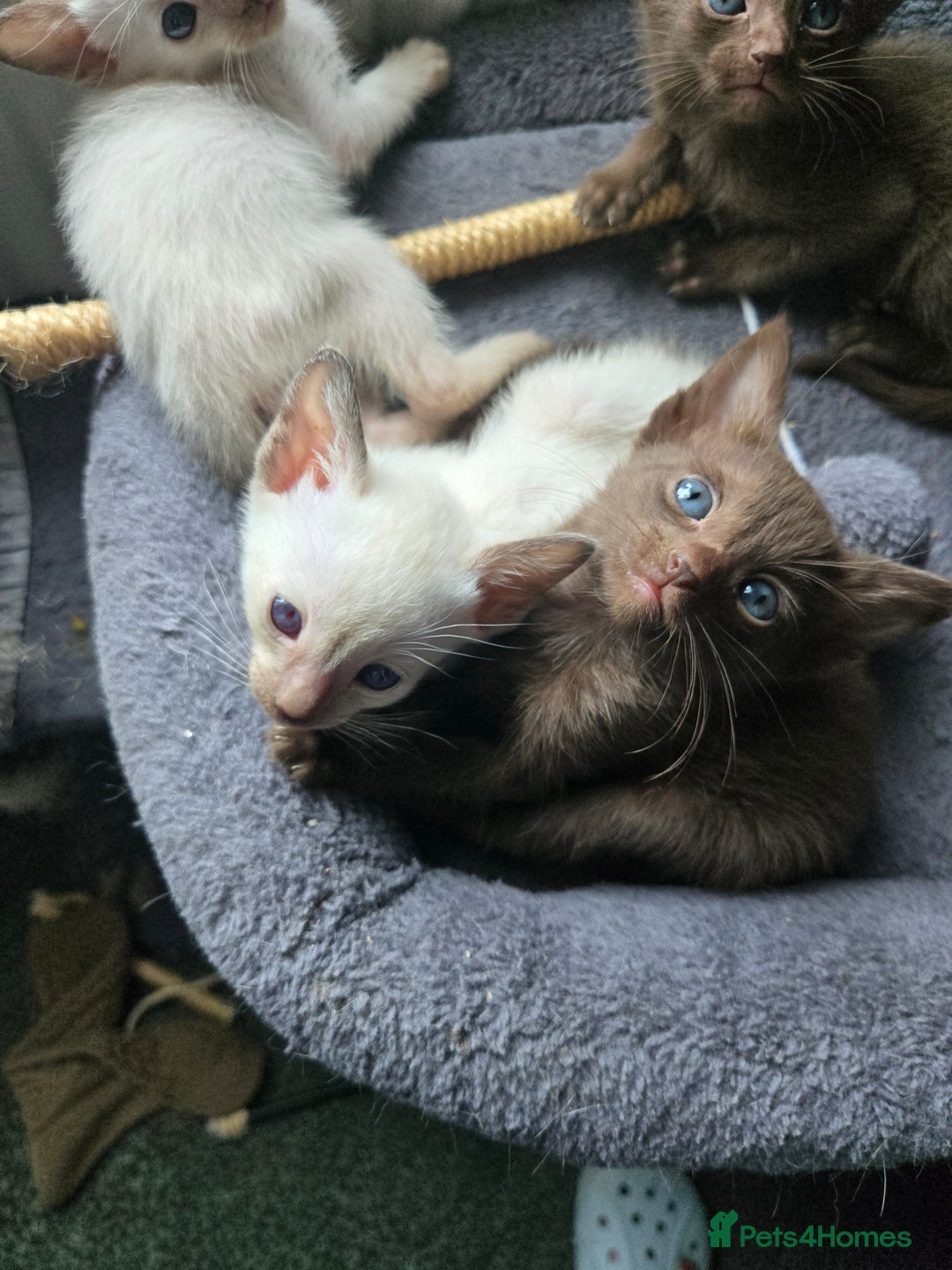Siamese cats for sale: Only one c/point siamese little girl avaliable  - Advert 13