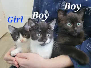 Mixed Breed cats Cute Kittens for Sale! - Advert 1