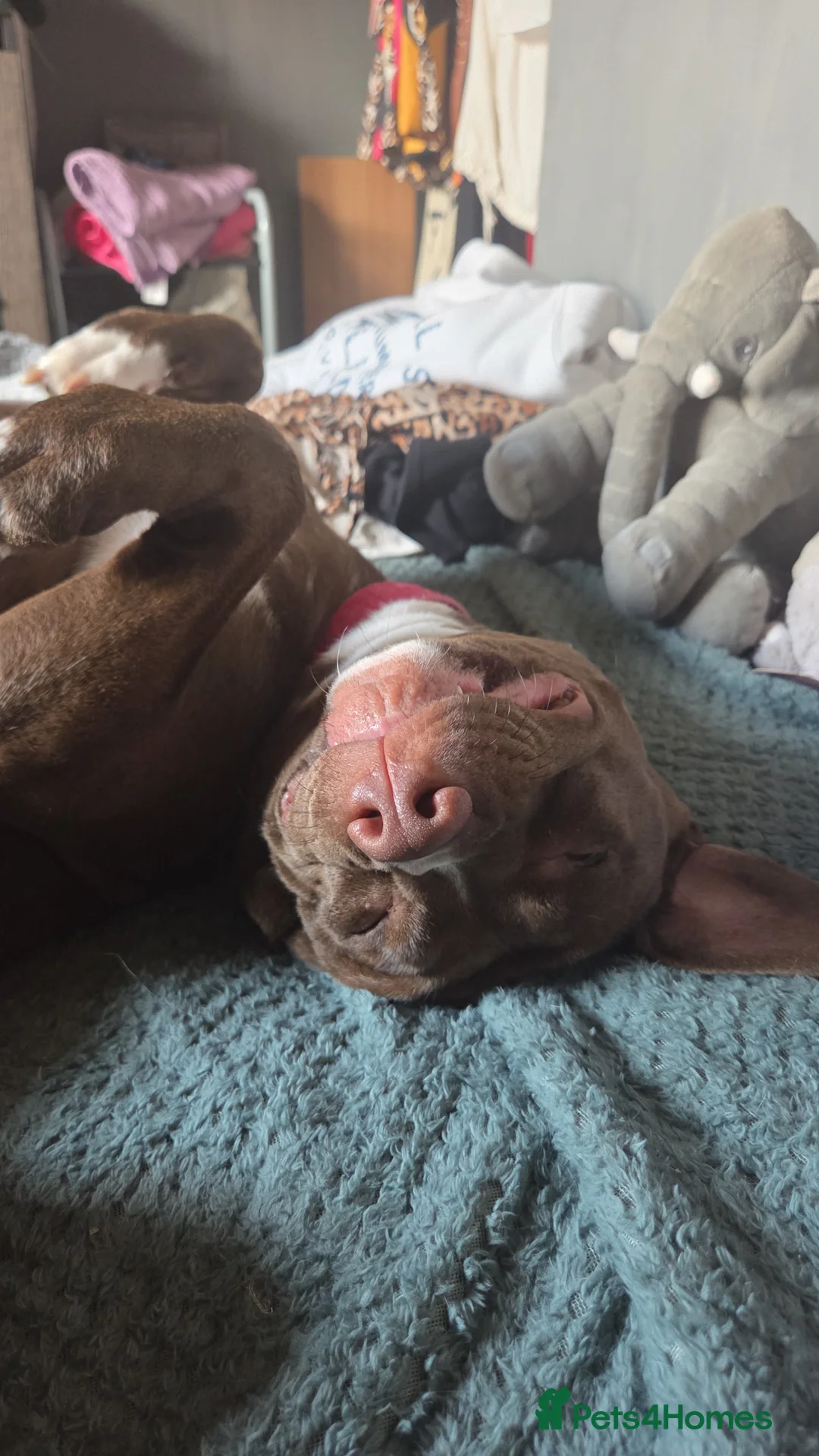 Mixed Breed dogs for sale: Staffy cross female  - Advert 2