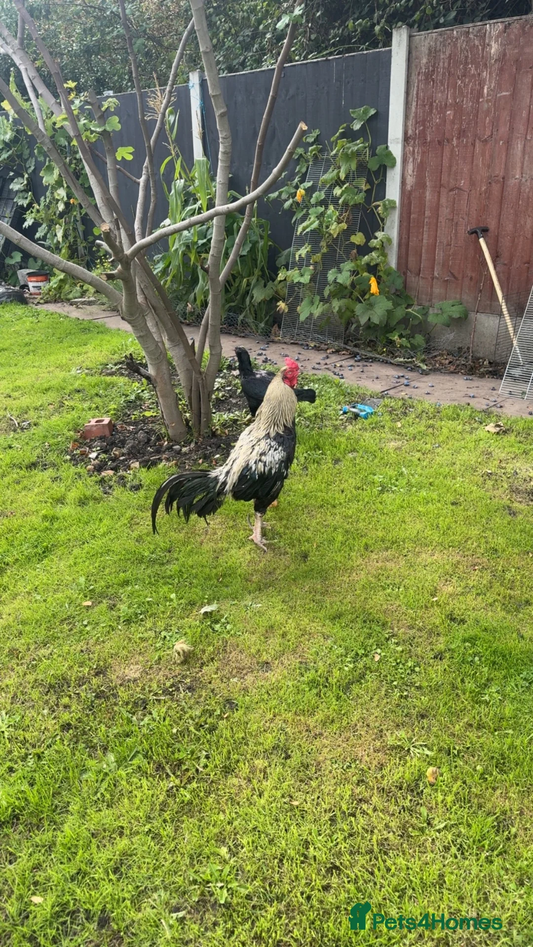 Chickens poultry for sale: Aseel chicken - Advert 2