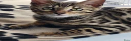 Bengal cats for sale: Beautiful female bengal - Advert 6