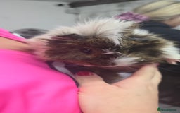Guinea Pig rodents for sale: Loving long haired male guinea pigs with cages - Image 5